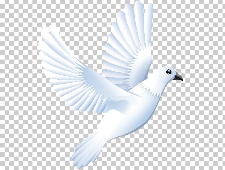 Columbidae PNG, Clipart, Beak, Bird, Clip Art, Columbidae, Dove Free PNG Download