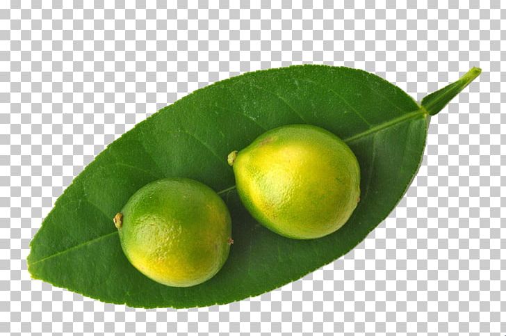 Lemon Key Lime Juice Persian Lime PNG, Clipart, Calamondin, Citrus, Food, Fruit, Fruit Nut Free PNG Download