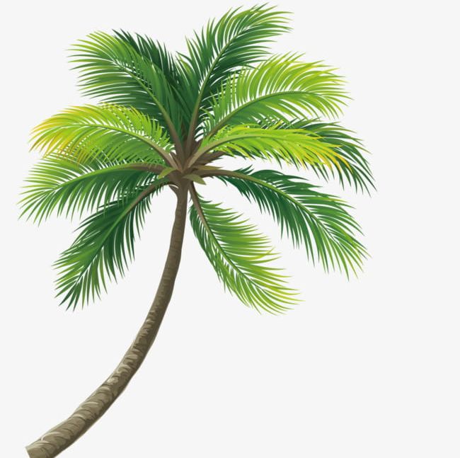 Lush Coconut Trees Png Clipart Coconut Coconut Clipart Coconut Clipart Coconut Tree Green Free Png Download