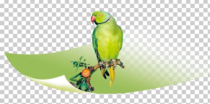 True Parrot Bird Parakeet Macaw PNG, Clipart, Animals, Background Green, Beak, Bird, Branch Free PNG Download