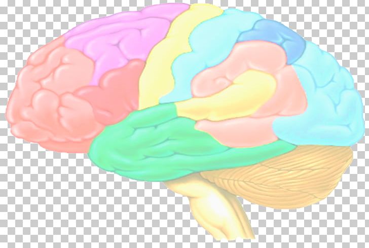 Brain Como Aprende El Cerebro De Los Estudiantes: (Color) Ley General De La Ensenanza Cerebral Agy Organism PNG, Clipart, Agy, Brain, Color, Organ, Organism Free PNG Download