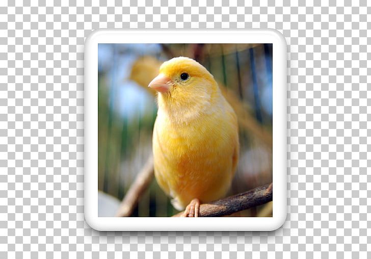 Domestic Canary Bird Vocalization Yellow Canary Pet PNG, Clipart, Animal, Animals, App, Atlantic Canary, Beak Free PNG Download