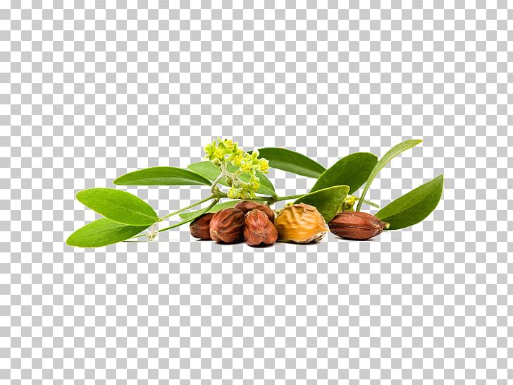 Jojoba Oil Carrier Oil Seed Oil PNG, Clipart, Amaranth Oil, Apricot Oil, Carrier Oil, Cosmetics, Essential Oil Free PNG Download