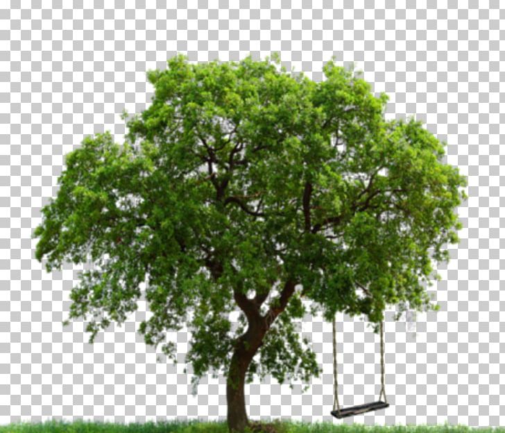 Product Portable Network Graphics Tree Service System PNG, Clipart, Arbor Day, Branch, Business, Carefully, Edit Free PNG Download