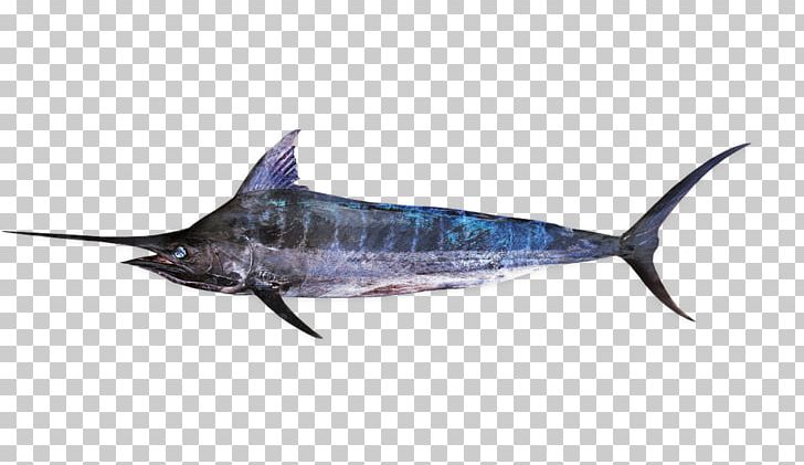 Swordfish Striped Marlin Atlantic Blue Marlin Kajikia PNG, Clipart, Atlantic Blue Marlin, Billfish, Blue Marlin, Bony Fish, Carpaccio Free PNG Download