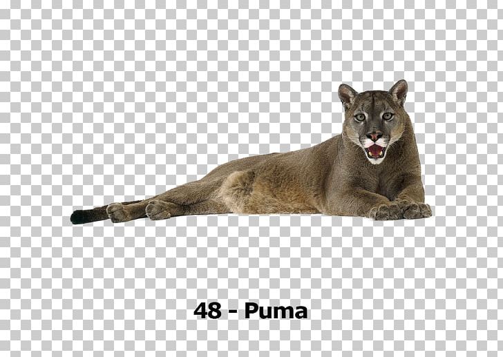 Cougar Lion Cat Felidae Tiger PNG, Clipart, Animal, Animals, Big Cat, Big Cats, Carnivoran Free PNG Download