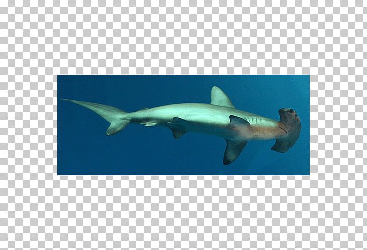 Hammerhead Shark Great White Shark Requiem Sharks Squaliform Sharks Marine Biology PNG, Clipart, Biology, Carcharhiniformes, Cartilaginous Fish, Fauna, Fin Free PNG Download