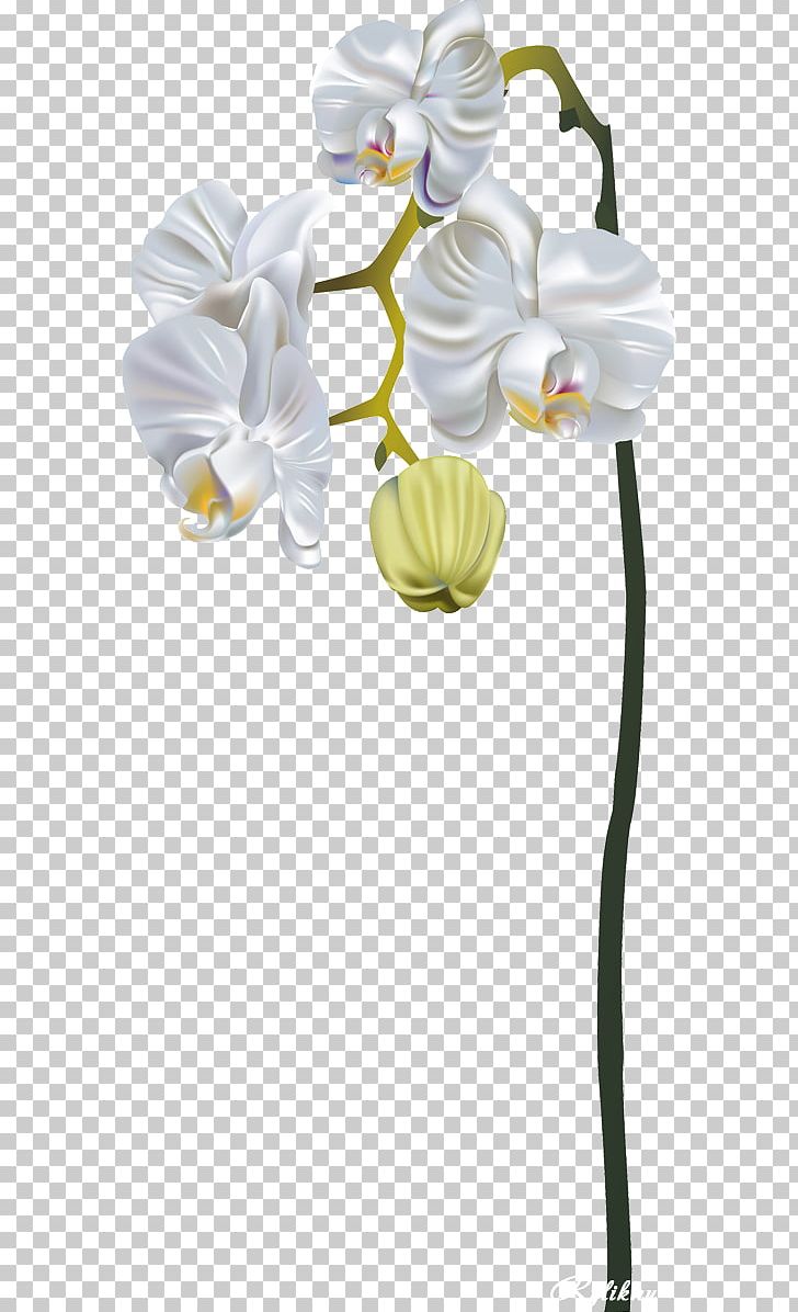 Moth Orchids Dendrobium Orchids Cut Flowers PNG, Clipart, Color, Cut Flowers, Dendrobium, Dendrobium Orchids, Floral Design Free PNG Download