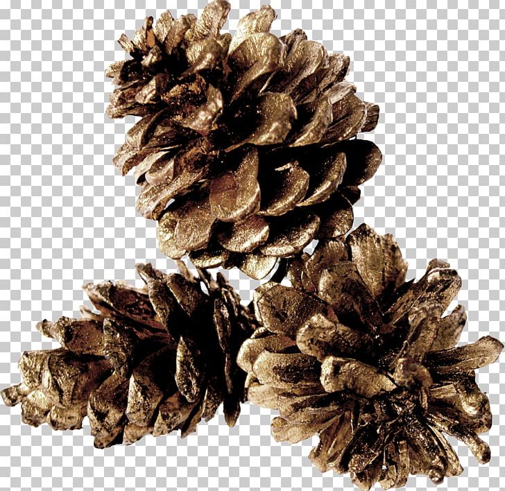 Pine Conifer Cone Table PNG, Clipart, California Foothill Pine, Cedar, Child, Christmas, Christmas Ornaments Free PNG Download