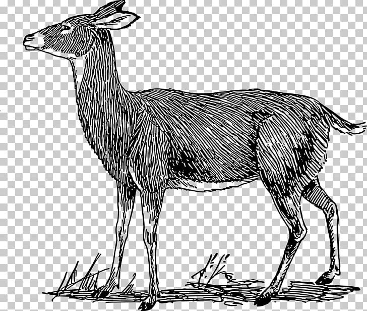 White-tailed Deer Roe Deer Moose PNG, Clipart, Animal, Animal Figure, Antelope, Antler, Black And White Free PNG Download