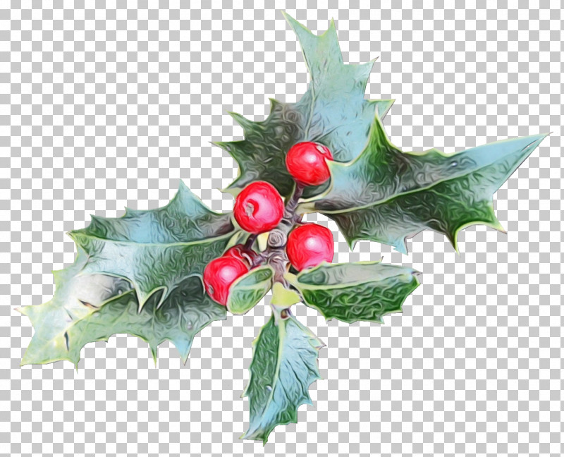 Holly PNG, Clipart, American Holly, Chinese Hawthorn, Flower, Hawthorn, Holly Free PNG Download
