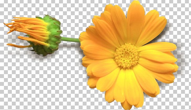 Flower Yellow PNG, Clipart, Calendula, Chamomile, Chrysanths, Daisy Family, Decorative Free PNG Download