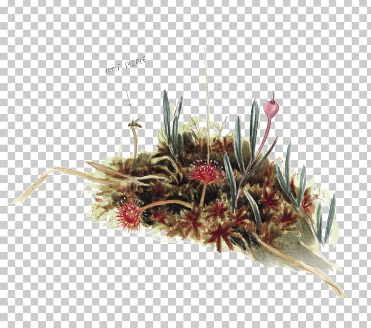 Grasses Family PNG, Clipart, Family, Grass, Grasses, Grass Family, Plant Free PNG Download