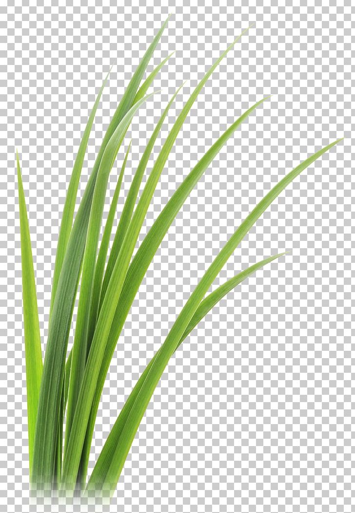 Lemongrass Vetiver Leaf PNG, Clipart, Chrysopogon Zizanioides, Citronella Oil, Clip Art, Commodity, Computer Icons Free PNG Download