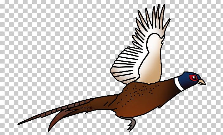 Pheasant Shooting PNG, Clipart, Art, Beak, Bird, Clip, Cuculiformes Free PNG Download