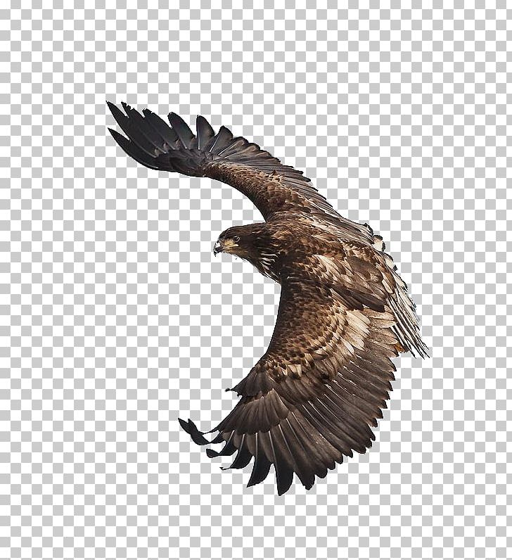 White-tailed Eagle Bird Steppe Eagle Flight PNG, Clipart, Animals, Bald Eagle, Beak, Bird Of Prey, Buzzard Free PNG Download