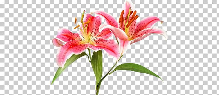 Baku Flower Festival Lilium PNG, Clipart, Alstroemeriaceae, Baku Flower Festival, Chrysanthemum, Cicekler, Composition Free PNG Download