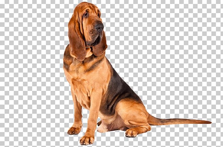 Bloodhound Basset Hound Maltese Dog Puppy Bedlington Terrier PNG, Clipart, American Kennel Club, Animal, Animals, Basset Hound, Black And Tan Coonhound Free PNG Download
