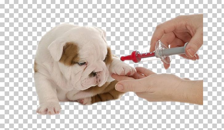 animal vaccine clipart