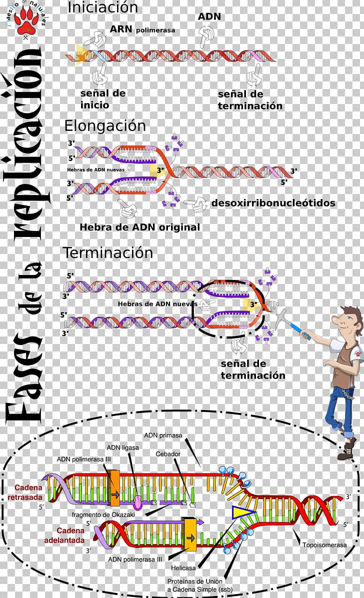 DNA Replication S Phase Origin Of Replication Mutation PNG, Clipart, Angle, Area, Cmaptools, Diagram, Discovery Free PNG Download