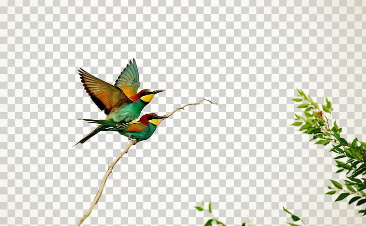 Hummingbird European Bee-eater PNG, Clipart, Art, Bird, Color Graffiti, Computer, Computer Wallpaper Free PNG Download