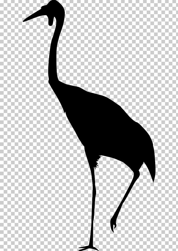 Water Bird Neck Beak PNG, Clipart, Animals, Beak, Bird, Black And White, Crane Free PNG Download