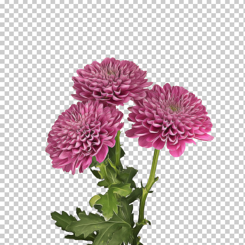 Chrysanthemum Annual Plant Herbaceous Plant Flower Cut Flowers PNG, Clipart, Annual Plant, Argyranthemum, Biology, Chrysanthemum, Cut Flowers Free PNG Download