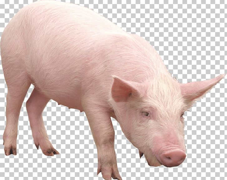 Bornean Bearded Pig The Pig War PNG, Clipart, Amor, Animals, Catlovers, Computer Icons, Desktop Wallpaper Free PNG Download