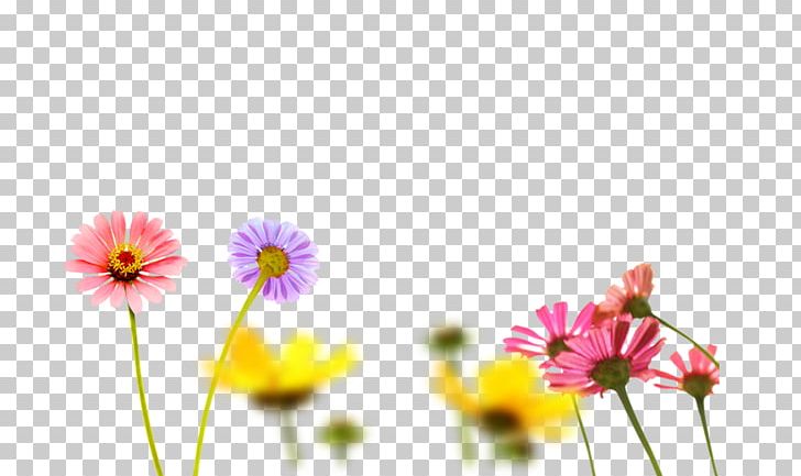 Floral Design Yellow Transvaal Daisy PNG, Clipart, Chrysanthemum Chrysanthemum, Chrysanthemums, Computer, Computer Wallpaper, Daisy Family Free PNG Download