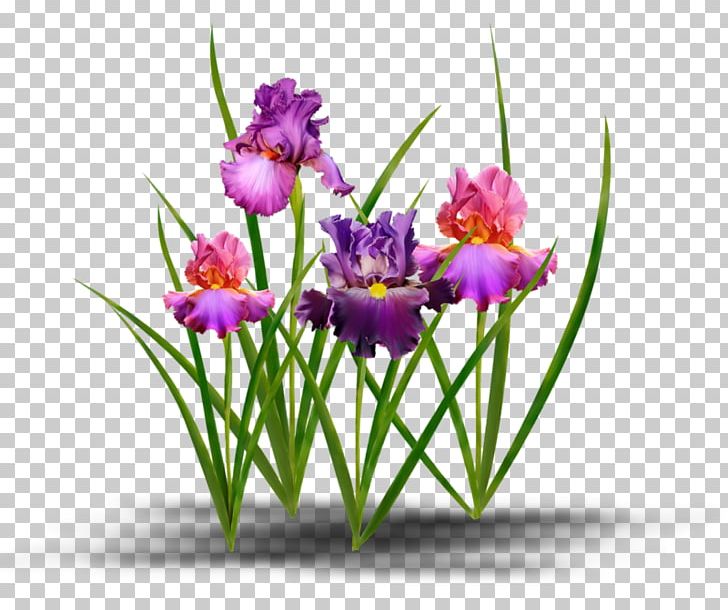 Flower Blog Ve PNG, Clipart, Blog, Clip Art, Iris Flower Free PNG Download