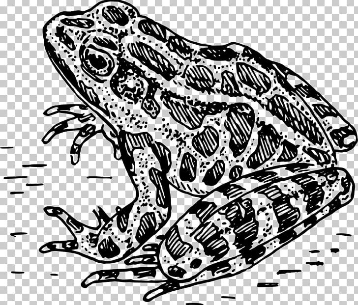 Frog Amphibian Drawing PNG, Clipart, American Bullfrog, Amfibi, Amphibian, Animals, Art Free PNG Download