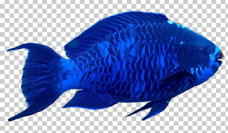 Parrotfish Aquariums Marine Mammal PNG, Clipart, Animals, Aquarium, Aquariums, Beak, Blue Free PNG Download