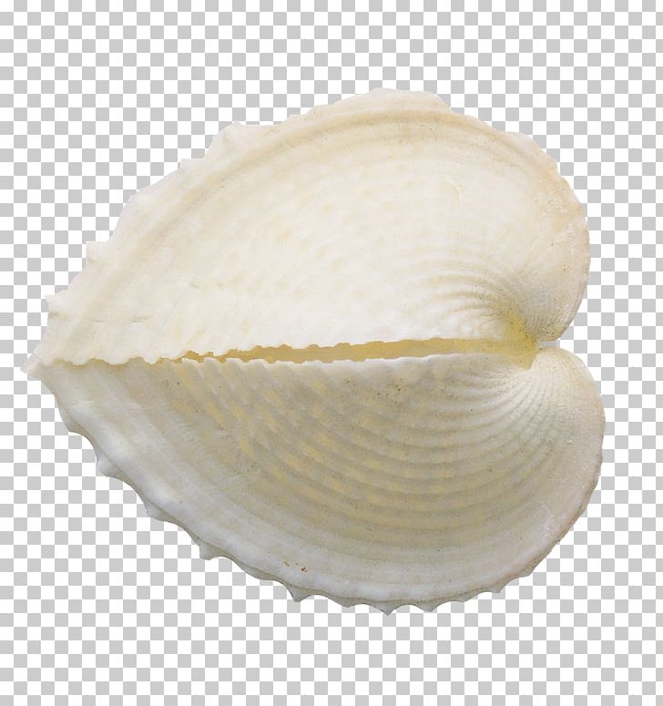Portable Network Graphics Cockle Mollusc Shell PNG, Clipart, Beach, Clam, Clams Oysters Mussels And Scallops, Cockle, Conch Free PNG Download