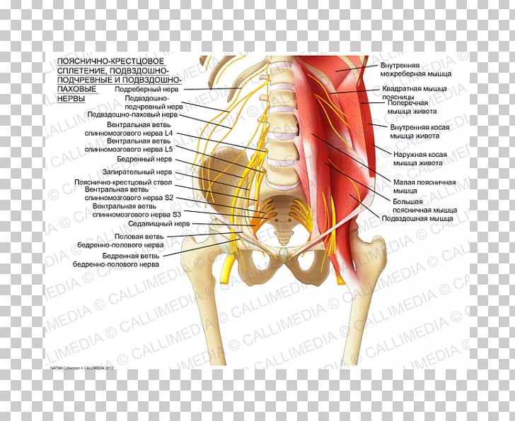 Sacral Plexus Ilioinguinal Nerve Lumbar Plexus Iliohypogastric Nerve PNG, Clipart, 360 Degrees, Cervical Plexus, Diagram, Ear, Finger Free PNG Download