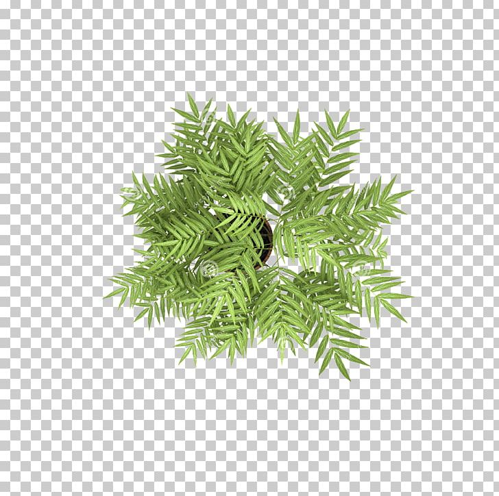 Tree Stock Photography Plant PNG, Clipart, Areca Palm, Birch, Branch, Conifer, Evergreen Free PNG Download