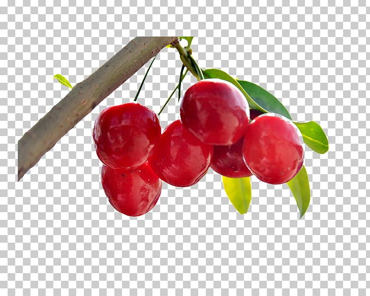 Cherry Berry Fruit PNG, Clipart, Auglis, Berry, Cerise, Cherries, Cherry Free PNG Download