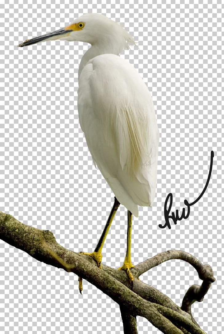 Great Egret March 17 Ibis Beak PNG, Clipart, Animal, Beak, Bird, Deviantart, Egret Free PNG Download