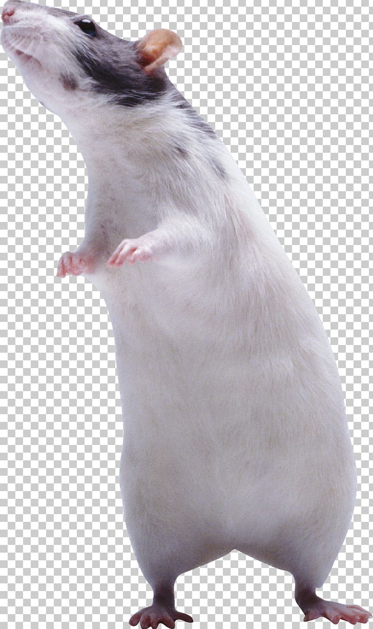 Mouse Rat Rodent Muroidea PNG, Clipart, Animal, Animals, Fancy Rat, Fauna, Mammal Free PNG Download