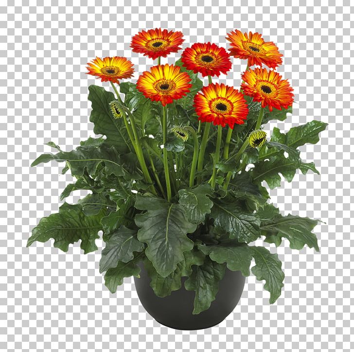 Chrysanthemum Cut Flowers Rose Pentas Lanceolata PNG, Clipart, Annual Plant, Barberton Daisy, Chrysanthemum, Chrysanths, Cut Flowers Free PNG Download