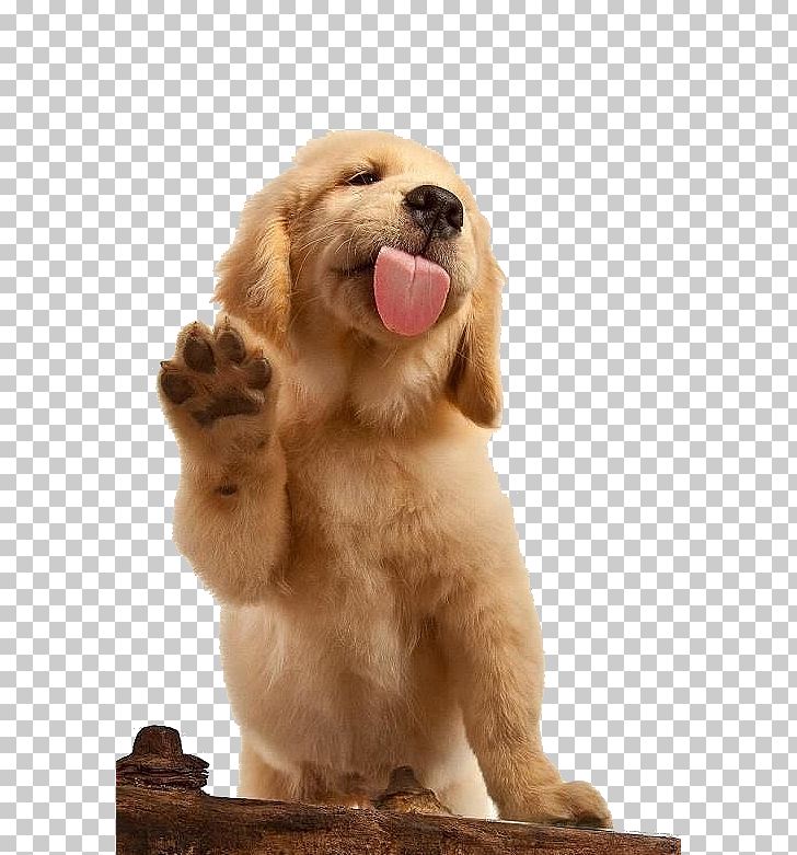 Golden Retriever Labrador Retriever German Shepherd Puppy Pet PNG, Clipart, Animal, Animals, Canidae, Carnivoran, Companion Dog Free PNG Download