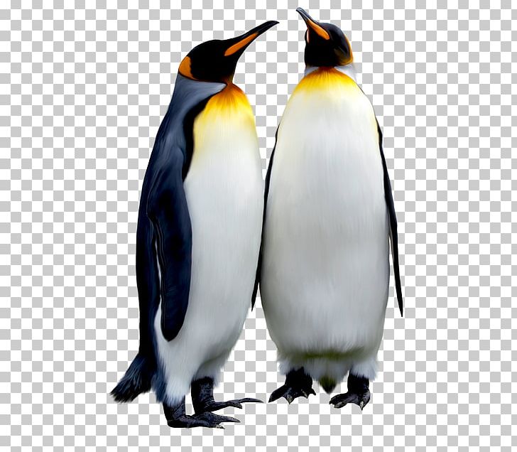 King Penguin Emperor Penguin Antarctic Bird PNG, Clipart, Animal, Animals, Antarctic, Antarctica, Beak Free PNG Download