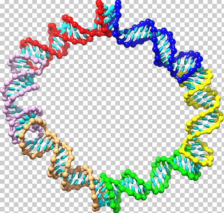 Kissing Stem-loop Nucleotide RNA Pseudoknot PNG, Clipart, Art, Bead, Body Jewelry, Circle, Dna Free PNG Download