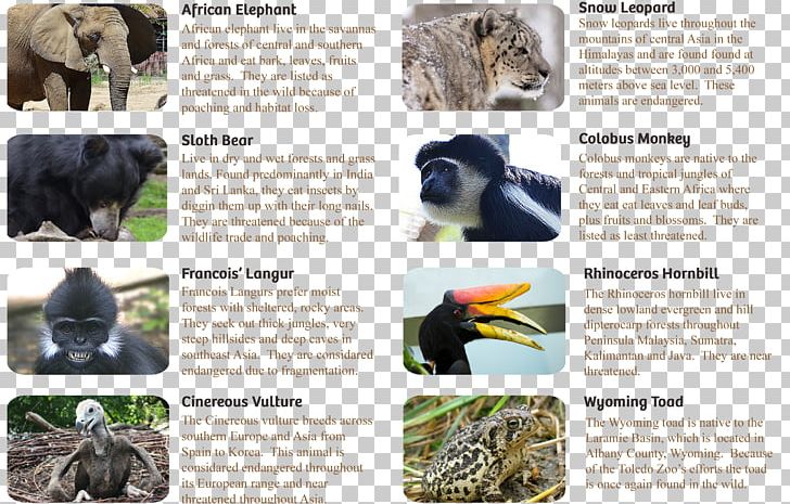 Species Survival Plan Wildlife Animal Zoo Endangered Species PNG, Clipart, Animal, Animal Sanctuary, Aquarium, Association Of Zoos And Aquariums, Aza Free PNG Download