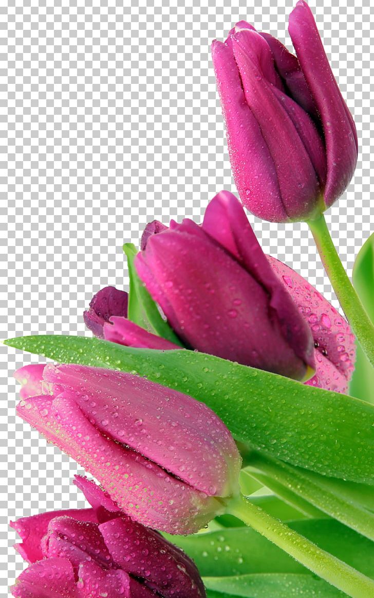 Tulip Android Make It To The Top Mother PNG, Clipart, Android, Mother, To The Top, Tulip Free PNG Download