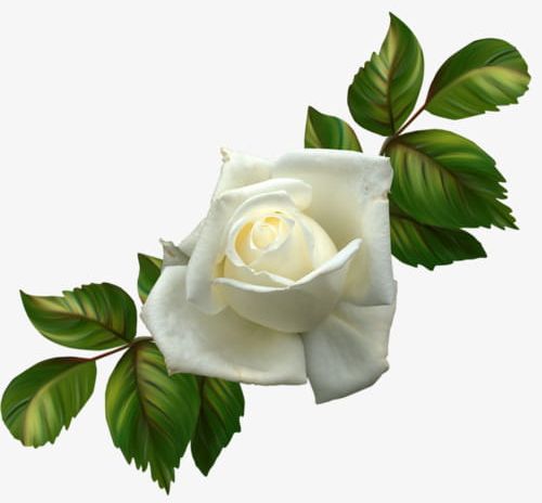 White Roses PNG, Clipart, Flowers, Flowers Pictures, Pictures, Rose, Roses Clipart Free PNG Download
