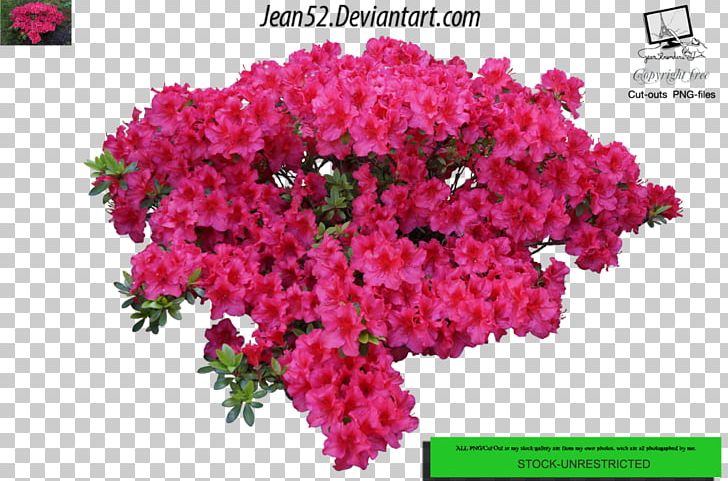 Flower Plant Shrub PNG, Clipart, Annual Plant, Bougainvillea, Chrysanths, Cut Flowers, Data Cluster Free PNG Download