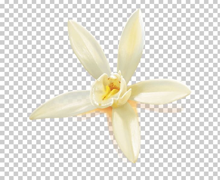 Moth Orchids Amaryllidaceae Amaryllis Family PNG, Clipart, Amaryllidaceae, Amaryllis, Amaryllis Family, Family, Flower Free PNG Download