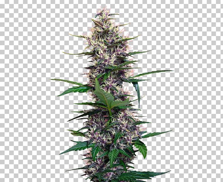 Cannabis Hemp Seed Cultivar Perception PNG, Clipart, Blossom, Cannabis, Celebrities, Conifer Cone, Cultivar Free PNG Download