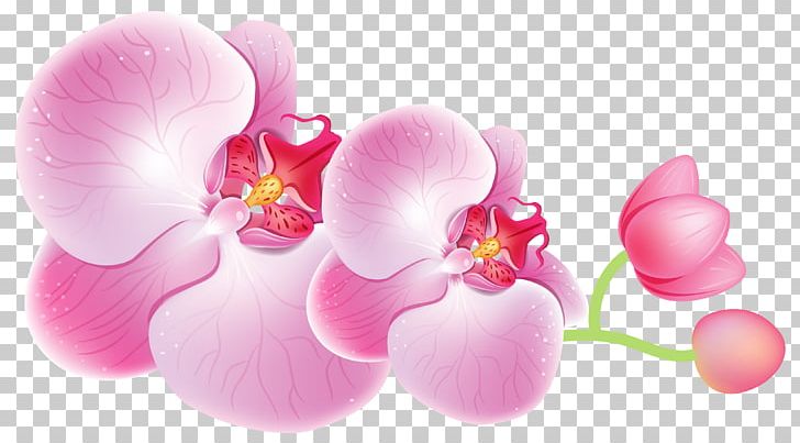 Cattleya Orchids Flower PNG, Clipart, Blossom, Boat Orchid, Cattleya, Cattleya Orchids, Clip Art Free PNG Download