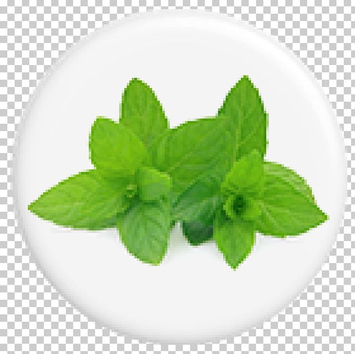 Peppermint Spearmint Essential Oil Herb Photography PNG, Clipart, Aromatherapy, Basil, Essential Oil, Fotosearch, Herb Free PNG Download